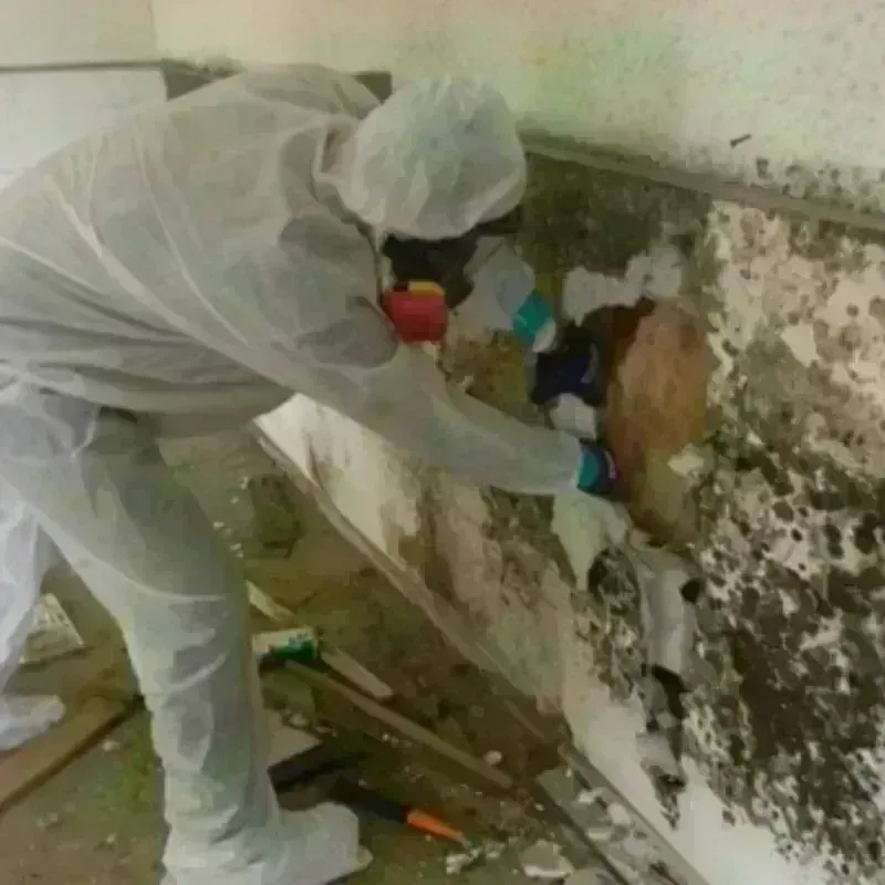 Mold Remediation and Removal in Nassau County, FL